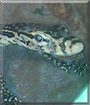 Name:  large.jpg
Views: 133
Size:  12.3 KB