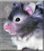 Name:  large (1).jpg
Views: 79
Size:  9.8 KB