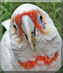 Name:  large.jpg
Views: 113
Size:  13.3 KB