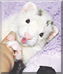 Name:  large (1).jpg
Views: 381
Size:  11.2 KB