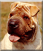 Name:  large.jpg
Views: 158
Size:  15.3 KB