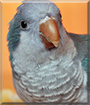 Name:  large.jpg
Views: 86
Size:  12.8 KB