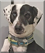 Name:  dog.jpg
Views: 259
Size:  10.1 KB