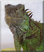 Name:  large.jpg
Views: 155
Size:  12.3 KB
