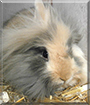 Name:  bun.jpg
Views: 568
Size:  11.2 KB