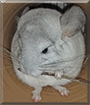 Name:  large (1).jpg
Views: 131
Size:  9.6 KB