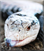 Name:  large1.jpg
Views: 148
Size:  12.4 KB