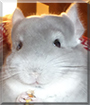 Name:  large (1).jpg
Views: 275
Size:  10.4 KB