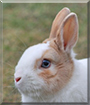 Name:  large.jpg
Views: 293
Size:  10.2 KB