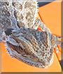 Name:  large.jpg
Views: 205
Size:  15.3 KB