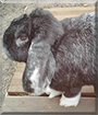 Name:  04s.jpg
Views: 164
Size:  11.3 KB