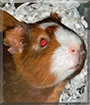 Name:  large (1).jpg
Views: 293
Size:  11.8 KB