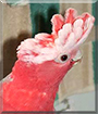 Name:  large2.jpg
Views: 127
Size:  11.8 KB