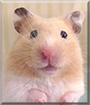 Name:  large.jpg
Views: 189
Size:  10.3 KB