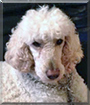 Name:  large22.jpg
Views: 439
Size:  11.5 KB