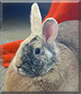 Name:  large (1).jpg
Views: 402
Size:  12.0 KB