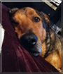 Name:  dog.jpg
Views: 575
Size:  10.8 KB