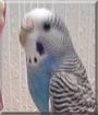 Name:  large (1).jpg
Views: 154
Size:  11.4 KB