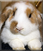 Name:  large (1).jpg
Views: 1380
Size:  11.3 KB