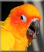 Name:  large (1).jpg
Views: 146
Size:  12.8 KB
