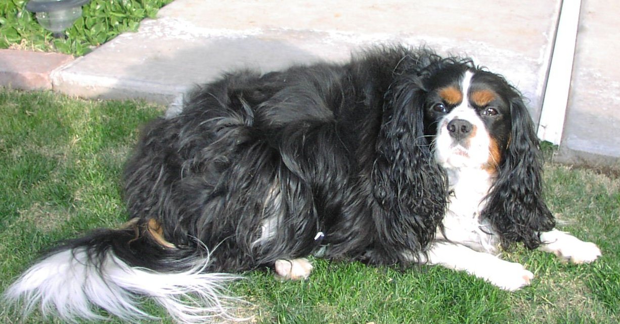 anyone own A Cavalier King Charles Spaniel or Bernese Mountain Dog?