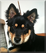 Name:  dog.jpg
Views: 132
Size:  10.5 KB