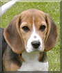 Name:  large.jpg
Views: 114
Size:  12.1 KB