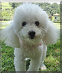 Name:  large.jpg
Views: 158
Size:  12.3 KB