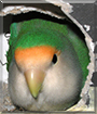 Name:  large (1).jpg
Views: 266
Size:  12.5 KB