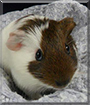 Name:  large1.jpg
Views: 331
Size:  11.0 KB