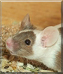Name:  large (1).jpg
Views: 63
Size:  10.2 KB
