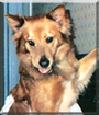 Name:  dog.jpg
Views: 171
Size:  14.8 KB