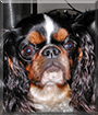 Name:  large.jpg
Views: 161
Size:  13.2 KB
