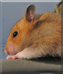 Name:  large.jpg
Views: 295
Size:  11.2 KB