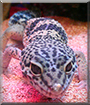 Name:  large.jpg
Views: 278
Size:  16.4 KB