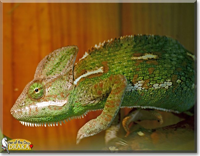 Name:  25 (1).jpg
Views: 170
Size:  274.9 KB