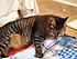 Click image for larger version.
Name: Griselda_kneading.JPG
Views: 28
Size: 148.5 KB
ID: 55103