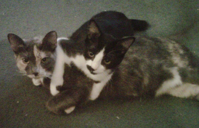 Name: georgia!.jpg
Views: 93
Size: 83.3 KB