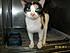 Click image for larger version.
Name: cali.jpg
Views: 15
Size: 27.8 KB
ID: 54879