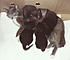 Rianne & Her Kittens - April 1984.  Isis is the one on top whose eyes you can see.  Their eyes were still blue.