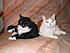 Chloe & Cato in 2002