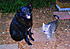 Sept. 2011: Tab with his good friend, Sadie, the neighbor-dog.