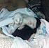 Click image for larger version.
Name: newborns4.jpg
Views: 15
Size: 103.1 KB
ID: 55234