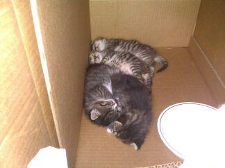 Name: kittens.jpg
Views: 1265
Size: 11.5 KB