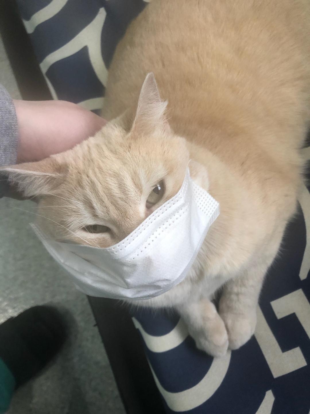 Name:  creammask.jpg
Views: 170
Size:  114.4 KB