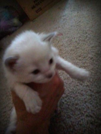 Name: craigslist_Kitten_Temecula.jpg
Views: 3512
Size: 17.9 KB