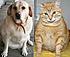 Tangie, my yellow Lab, and Ty, my tabby cat.