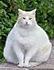 Wren, my "fat cat"