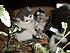 Click image for larger version.
Name: li_mom_and_babies_3.jpg
Views: 22
Size: 86.8 KB
ID: 55217