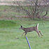 Leaping doe - blurry but she was far away